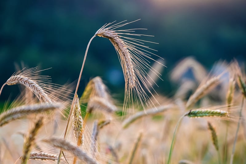 Enchanted Crop Yield Boosters