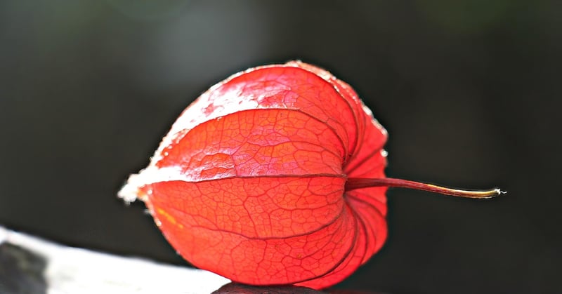 Moonflower